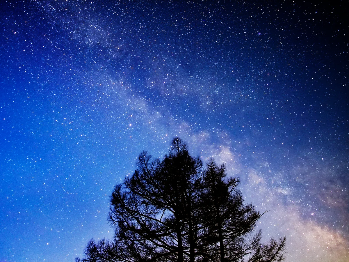 投稿写真：Yggdrasil