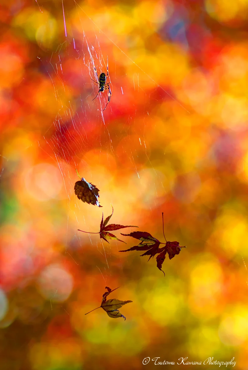 投稿写真：錦秋のパッチワーク♪