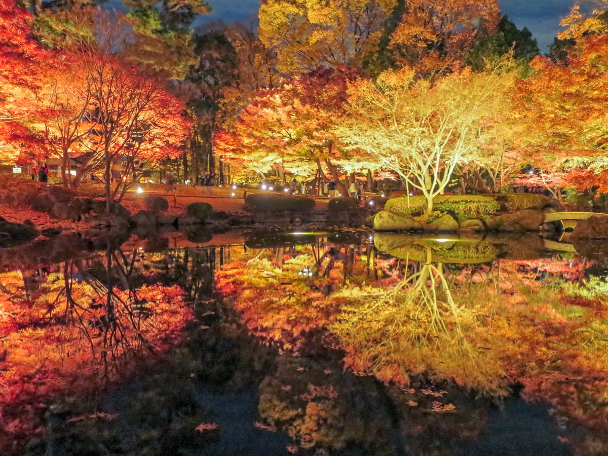投稿写真：ライトアップされたモミジの紅葉のリフレクション