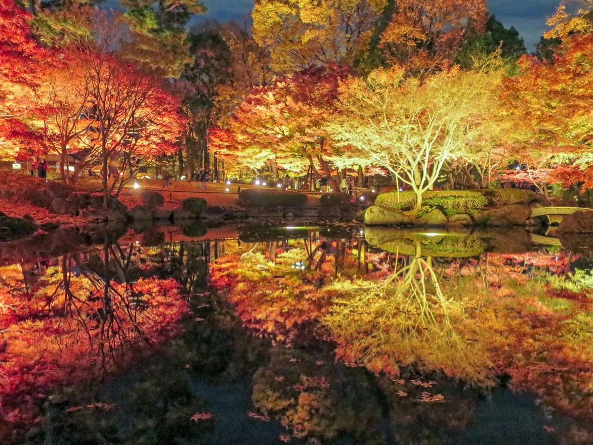 投稿写真：ライトアップされたモミジの紅葉のリフレクション