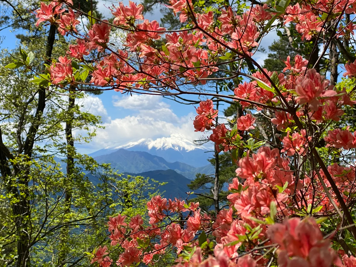 投稿写真：ツツジ 富士