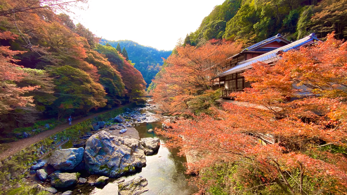投稿写真：京都の紅葉 渡猿橋@清滝
