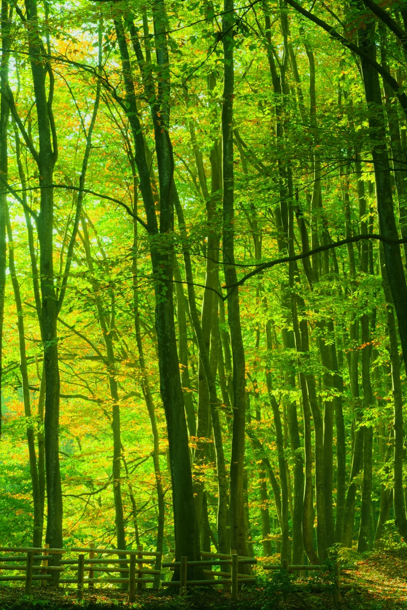 投稿写真：おとぎ話の入り口