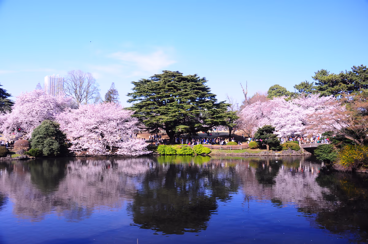 投稿写真：桜満開
