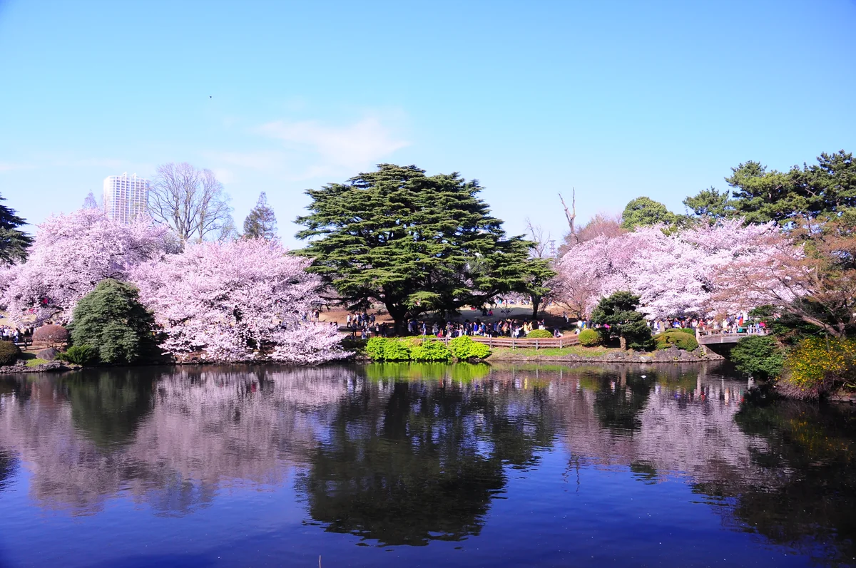 投稿写真：桜満開