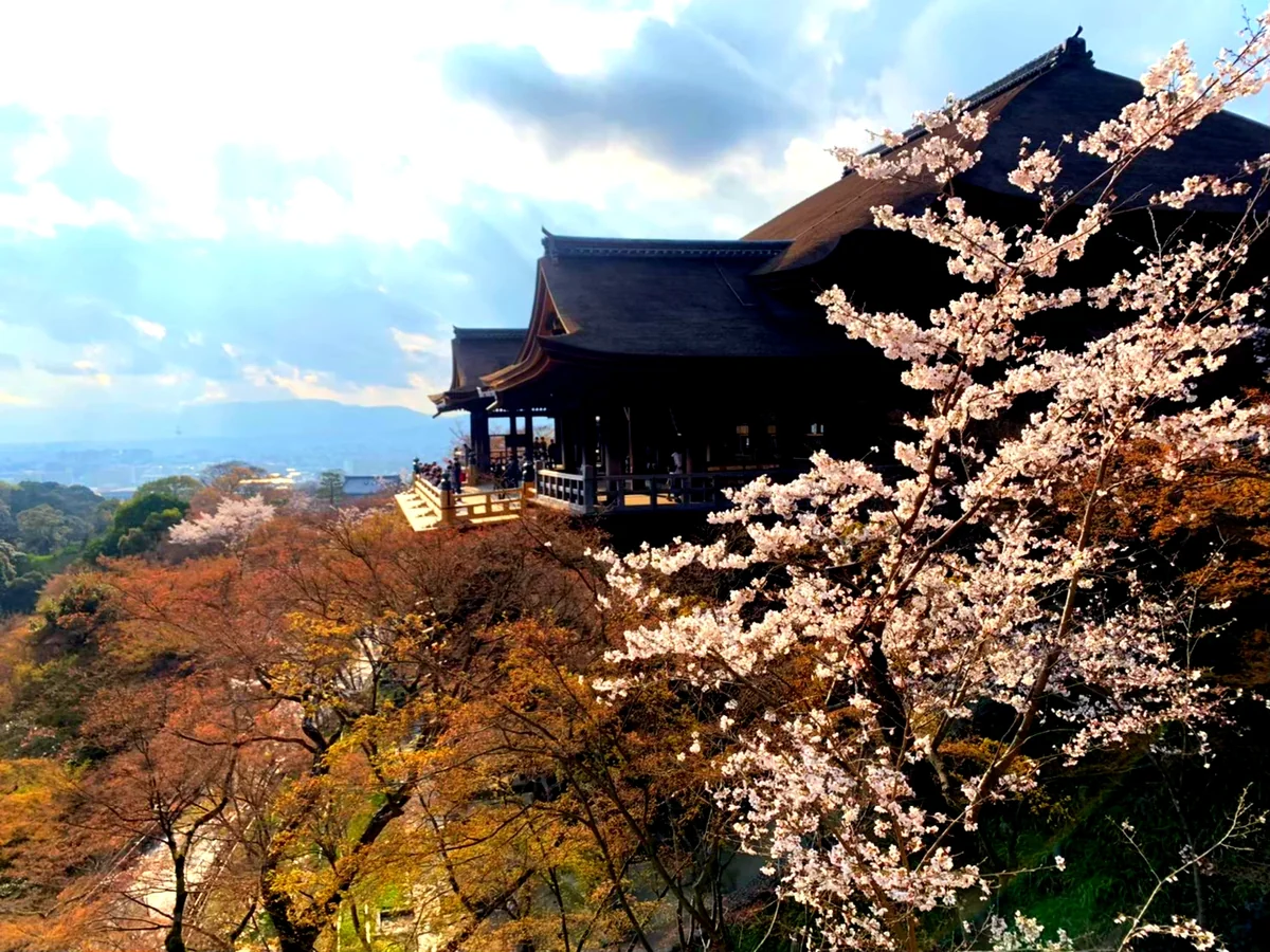 投稿写真：清水寺　清水の舞台と桜