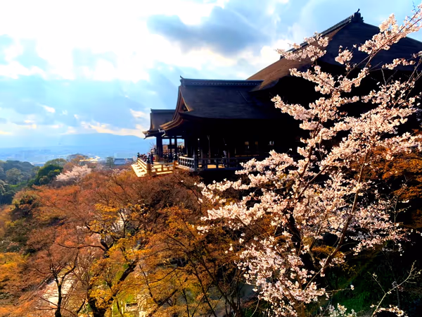 投稿：清水寺　清水の舞台と桜