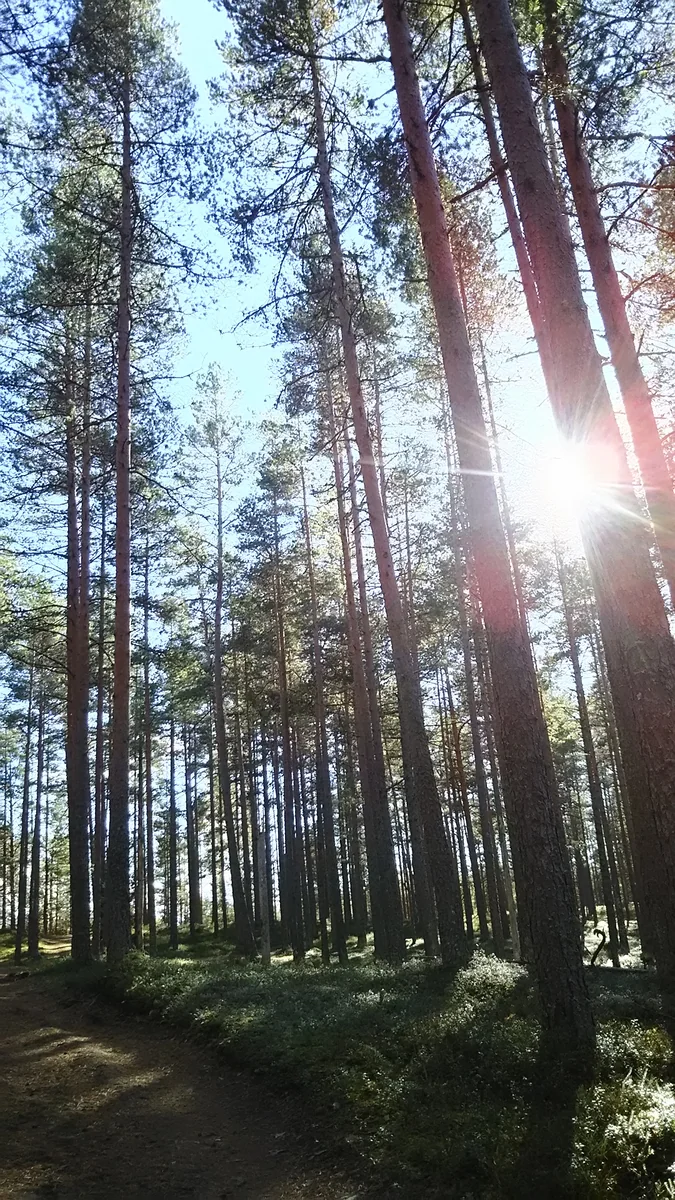 投稿写真：エストニアの森、木漏れ日