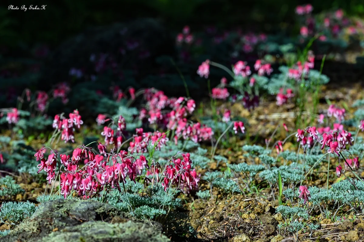 投稿写真：コマクサ群生