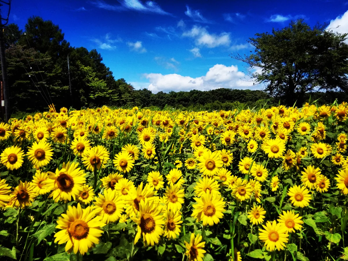 投稿写真：向日葵