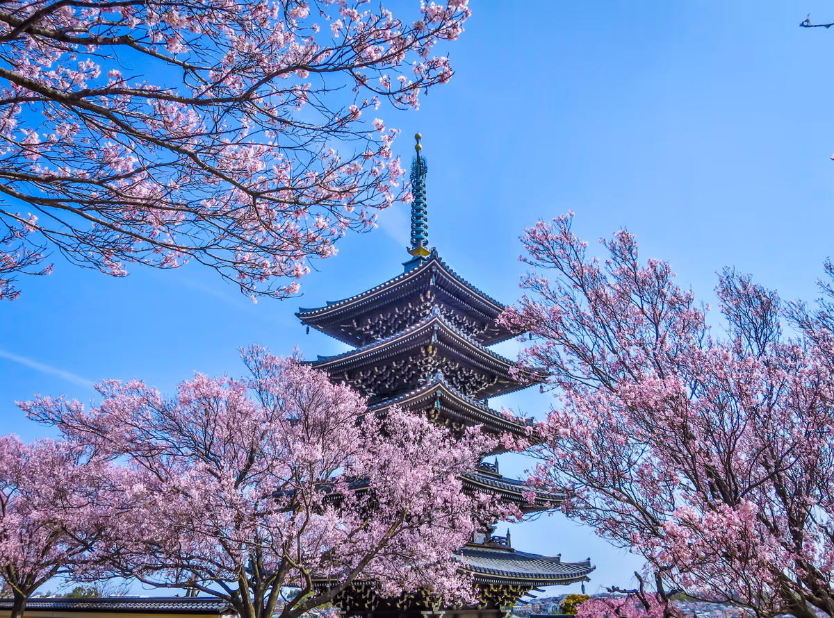 投稿写真：五重塔と小彼岸桜