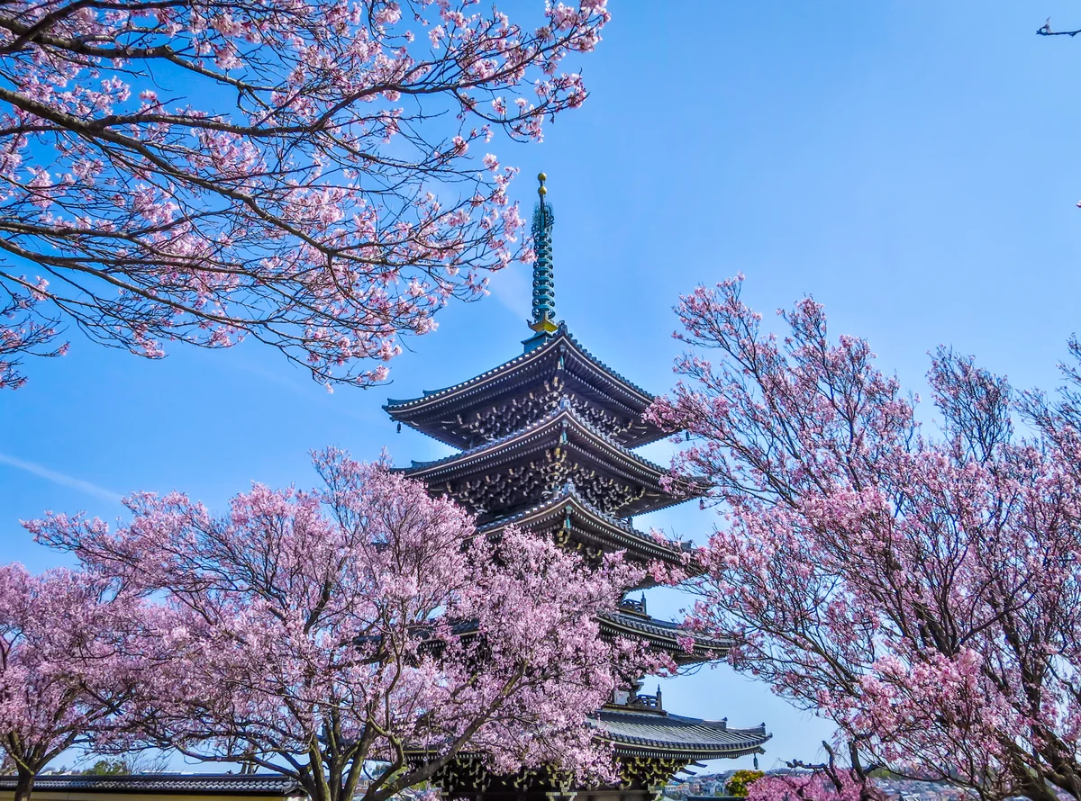 投稿写真：五重塔と小彼岸桜