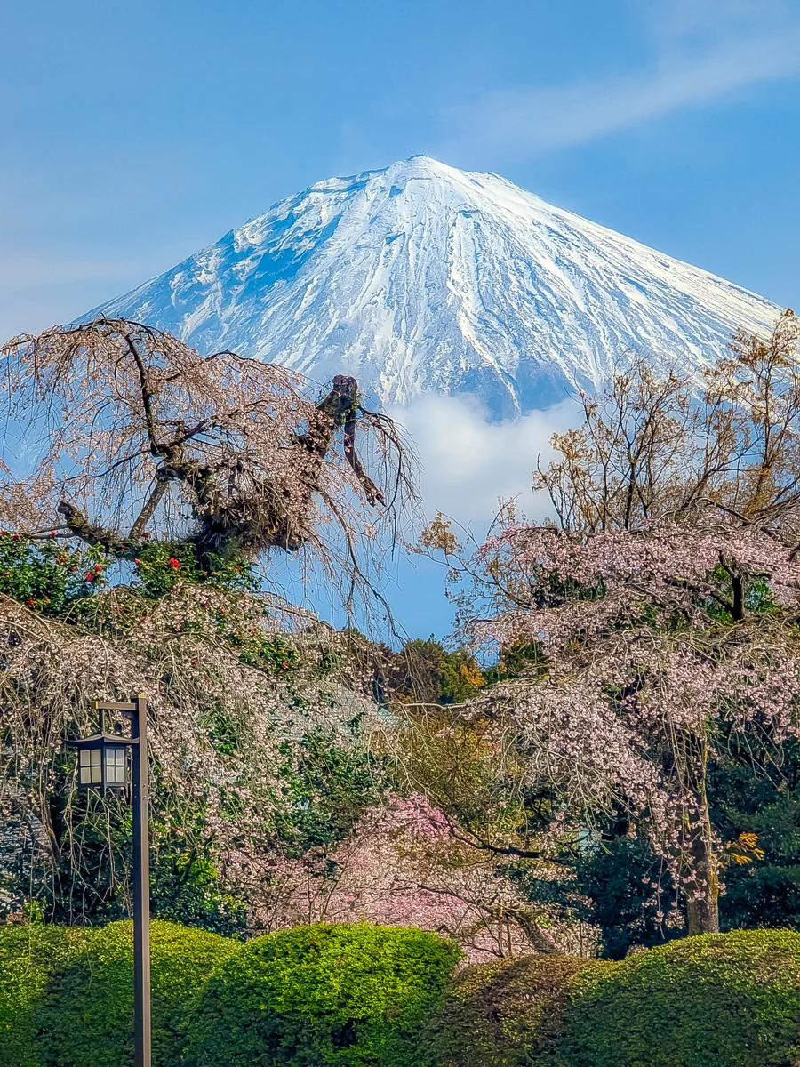 投稿写真：大石寺の桜と壮大な富士山