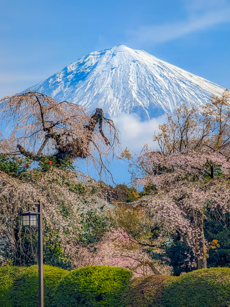 投稿：大石寺の桜と壮大な富士山