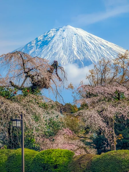 投稿：大石寺の桜と壮大な富士山