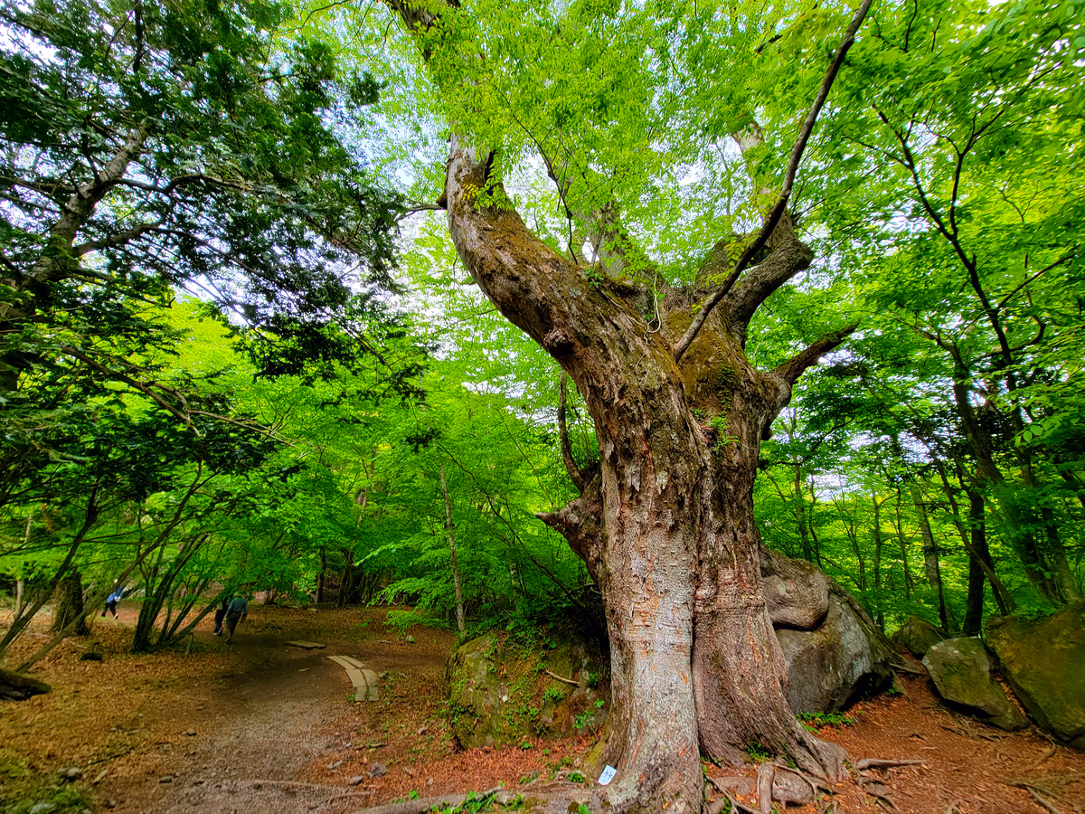 投稿写真：岩を抱きしめる木