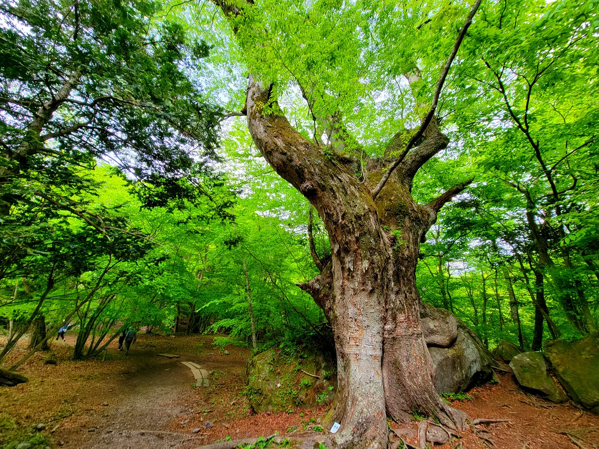 投稿写真：岩を抱きしめる木