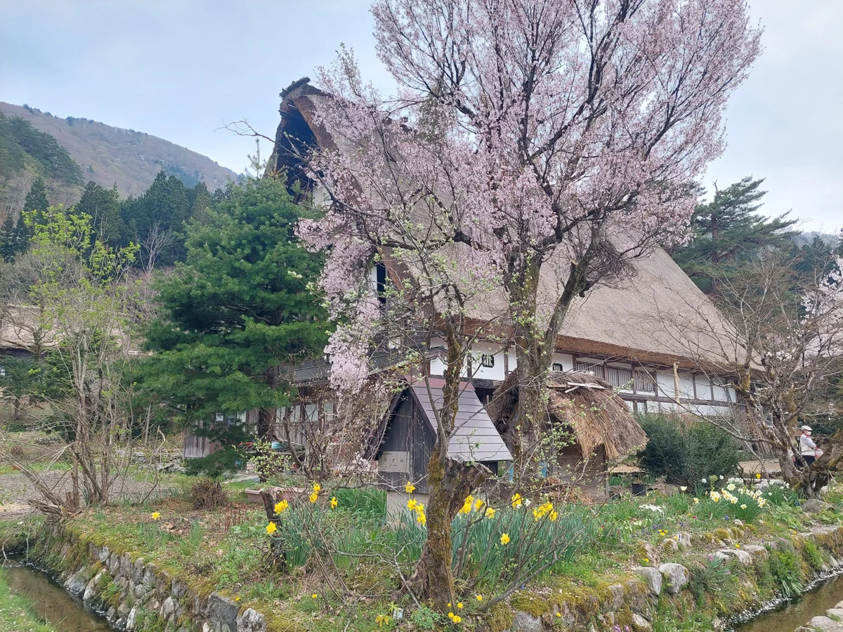 投稿写真：桜と白川郷