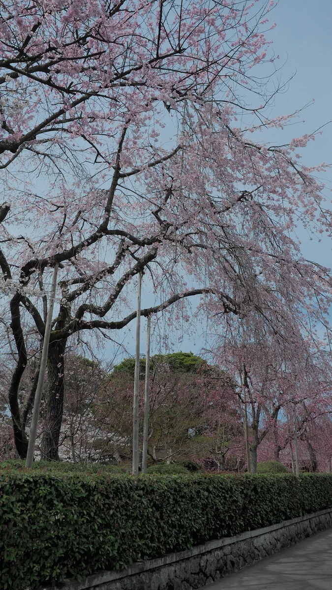 投稿写真：清流亭の枝垂れ桜