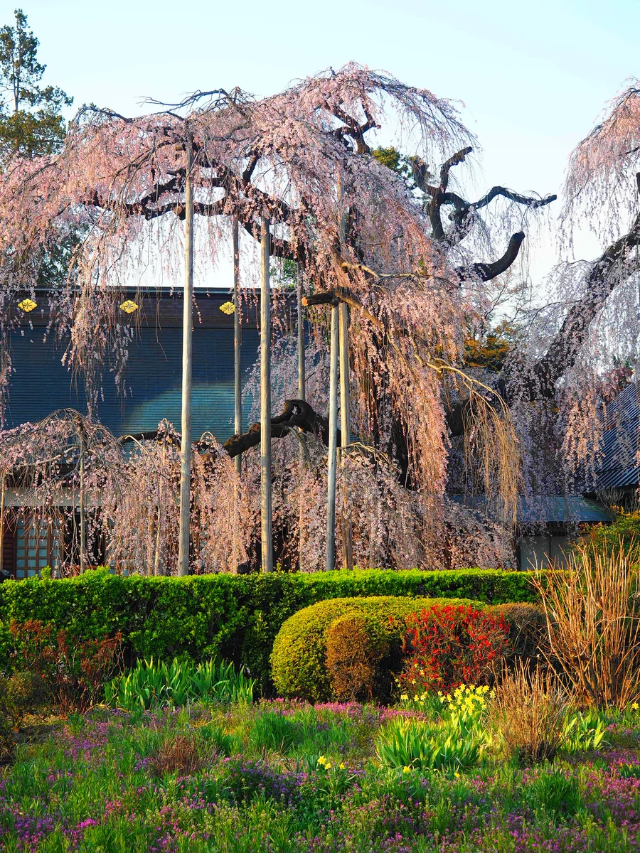 投稿写真：甲州の枝垂れ桜