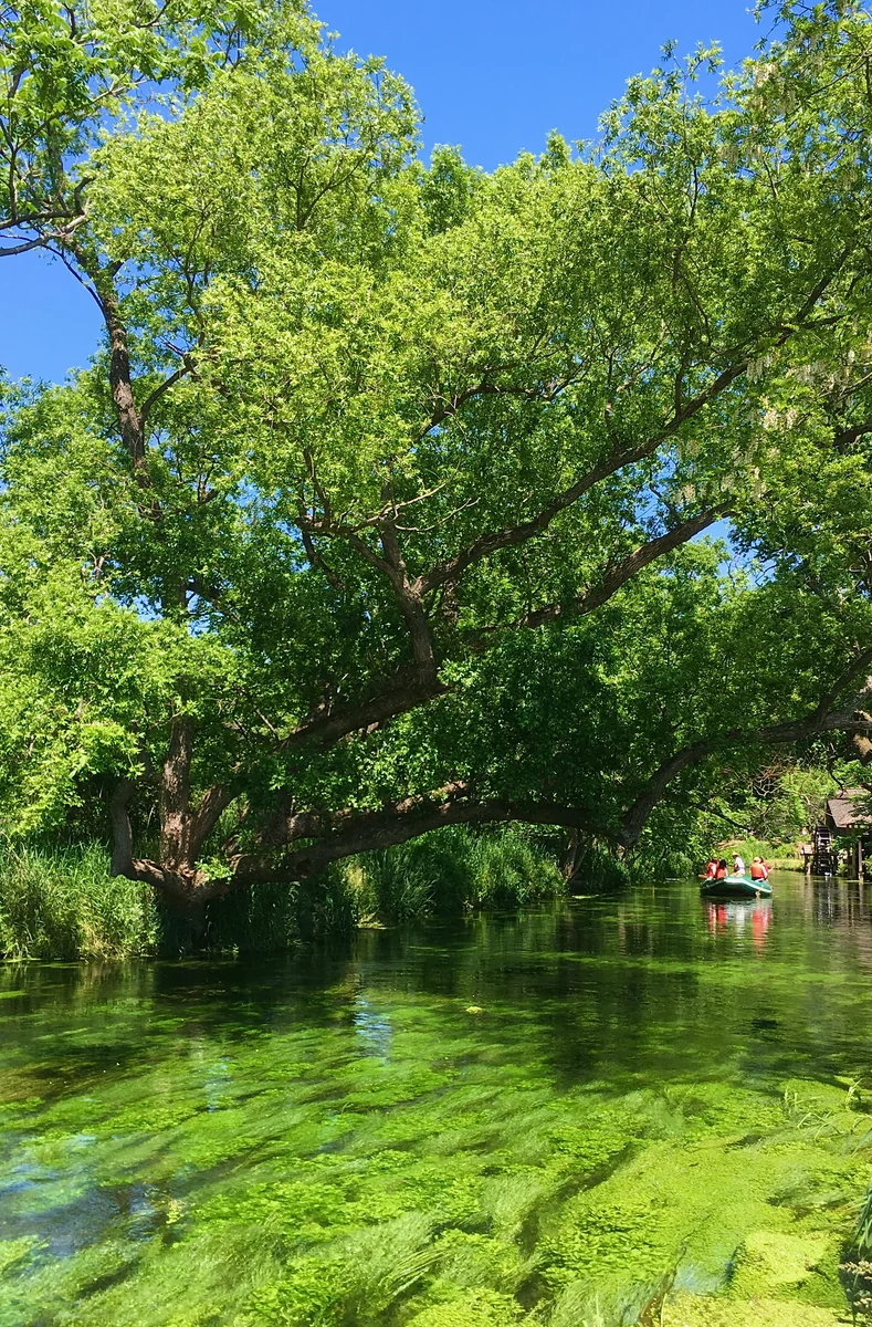 投稿写真：初夏の安曇野 大王わさび農場