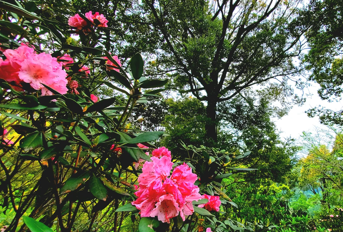 投稿写真：やっぱりジャングル