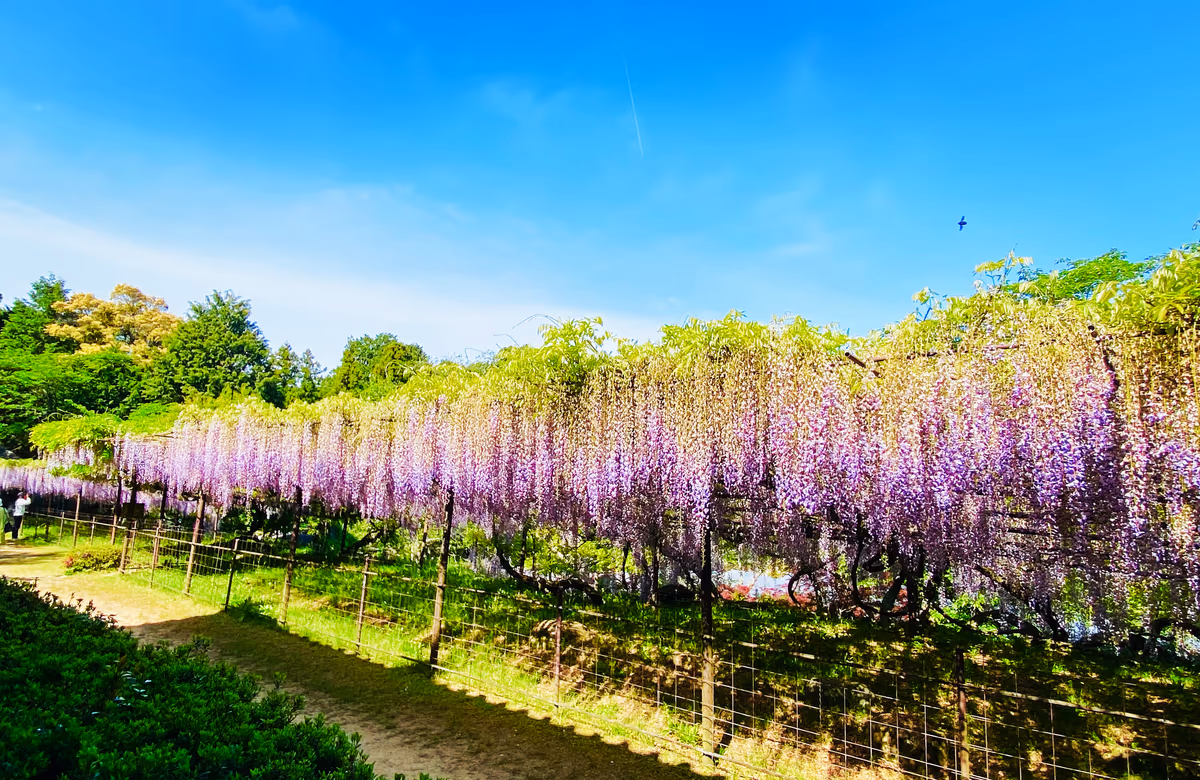 投稿写真：藤の寺 正法寺