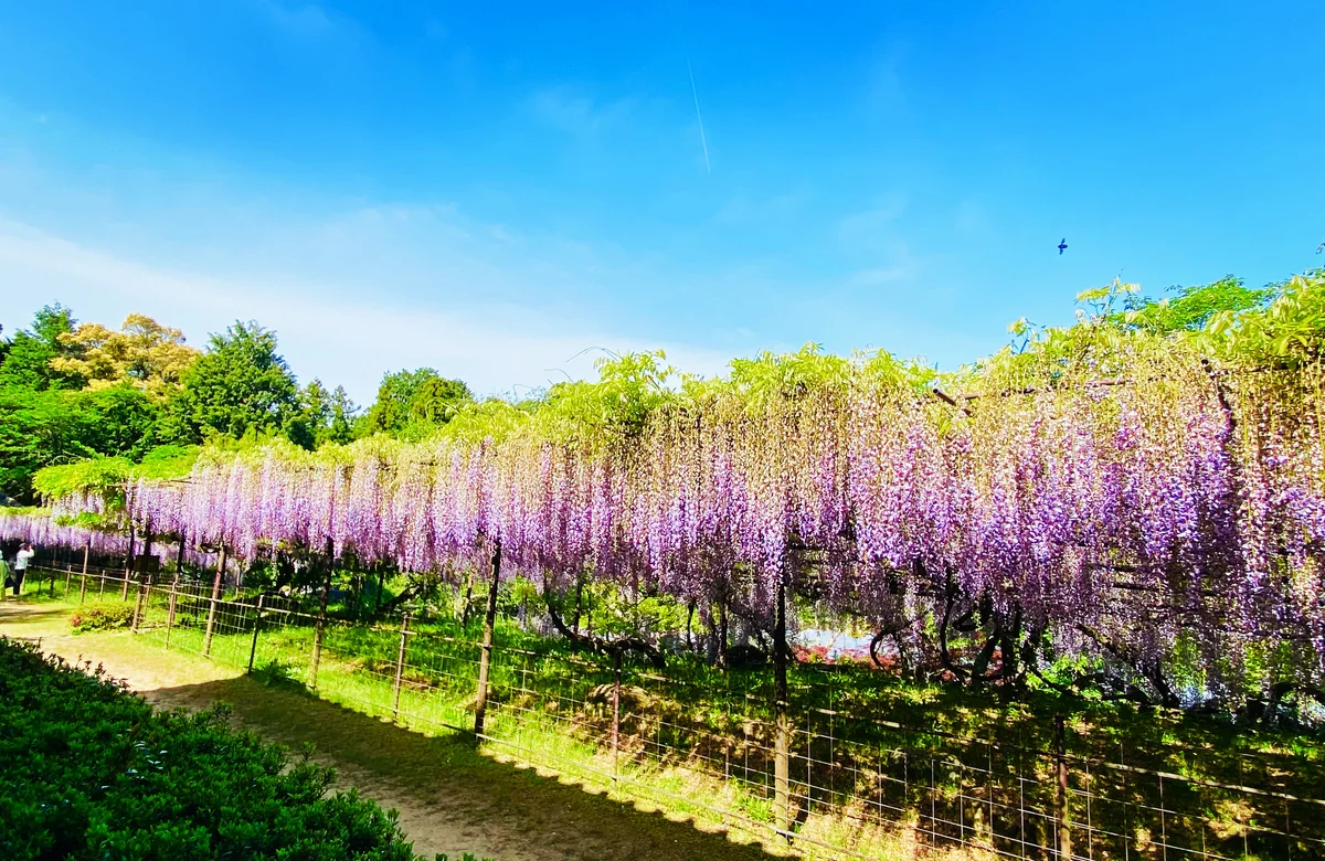 投稿写真：藤の寺 正法寺