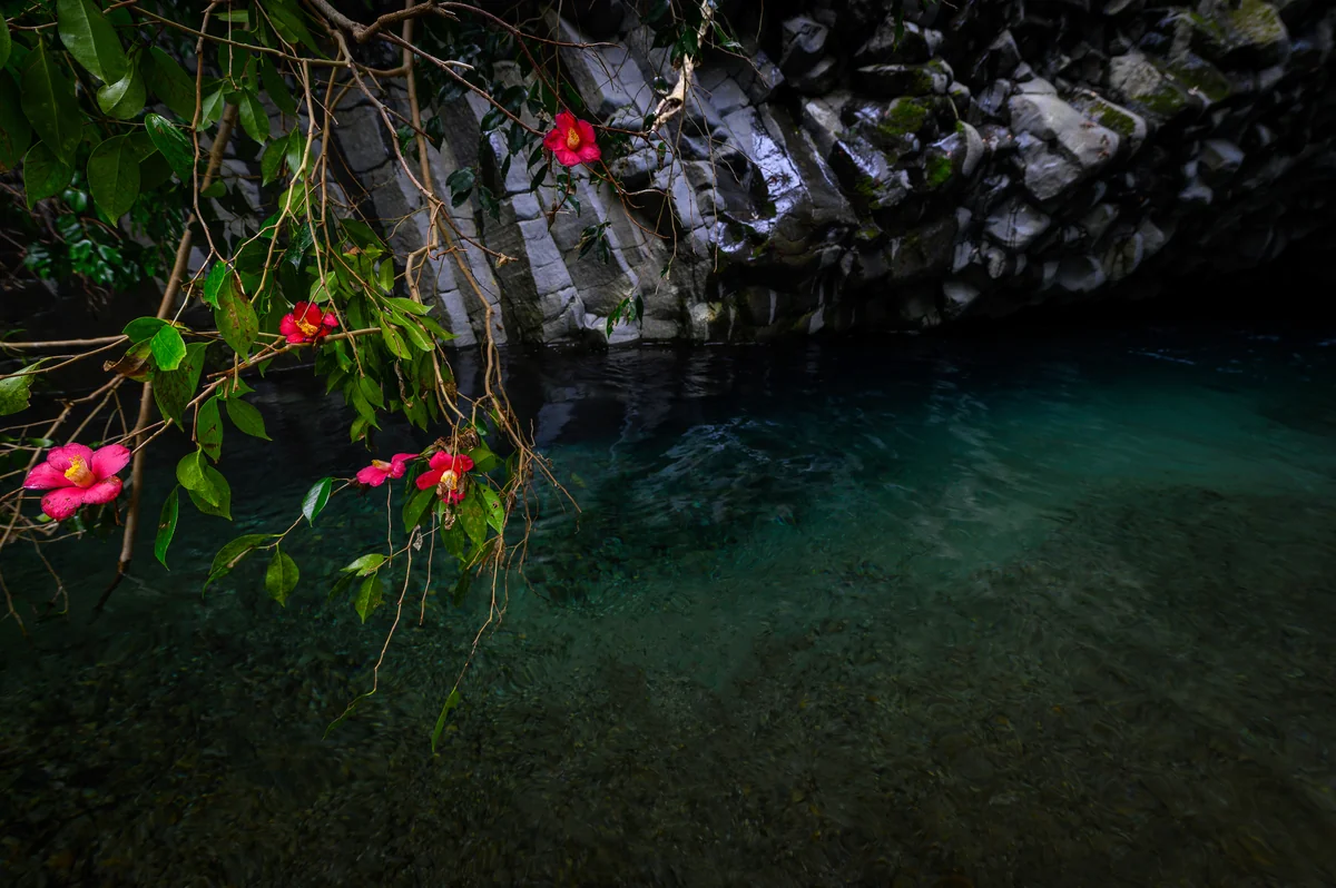 投稿写真：春を告げる
