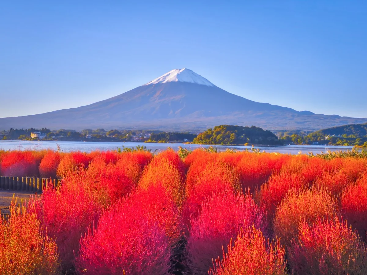 投稿写真：冠雪富士と色付いたコキア