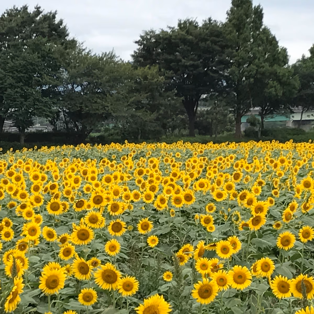 投稿写真：55万本の、熱ーい座間の夏❣️