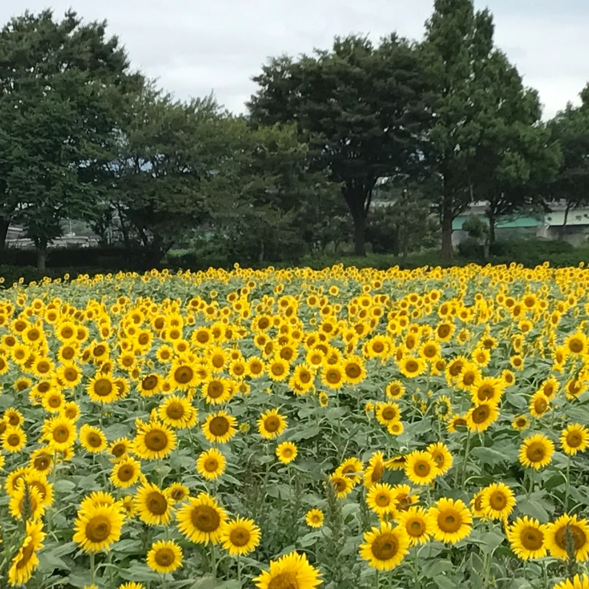 投稿写真：55万本の、熱ーい座間の夏❣️