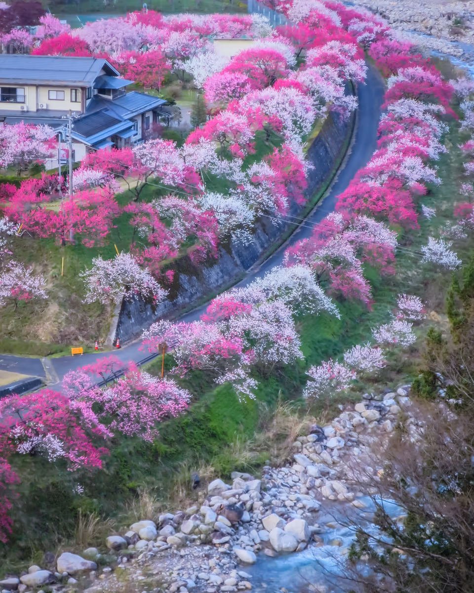 投稿写真：花桃の里俯瞰