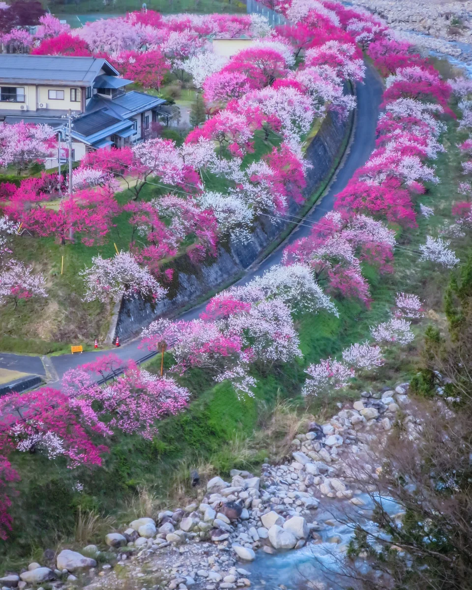 投稿写真：花桃の里俯瞰