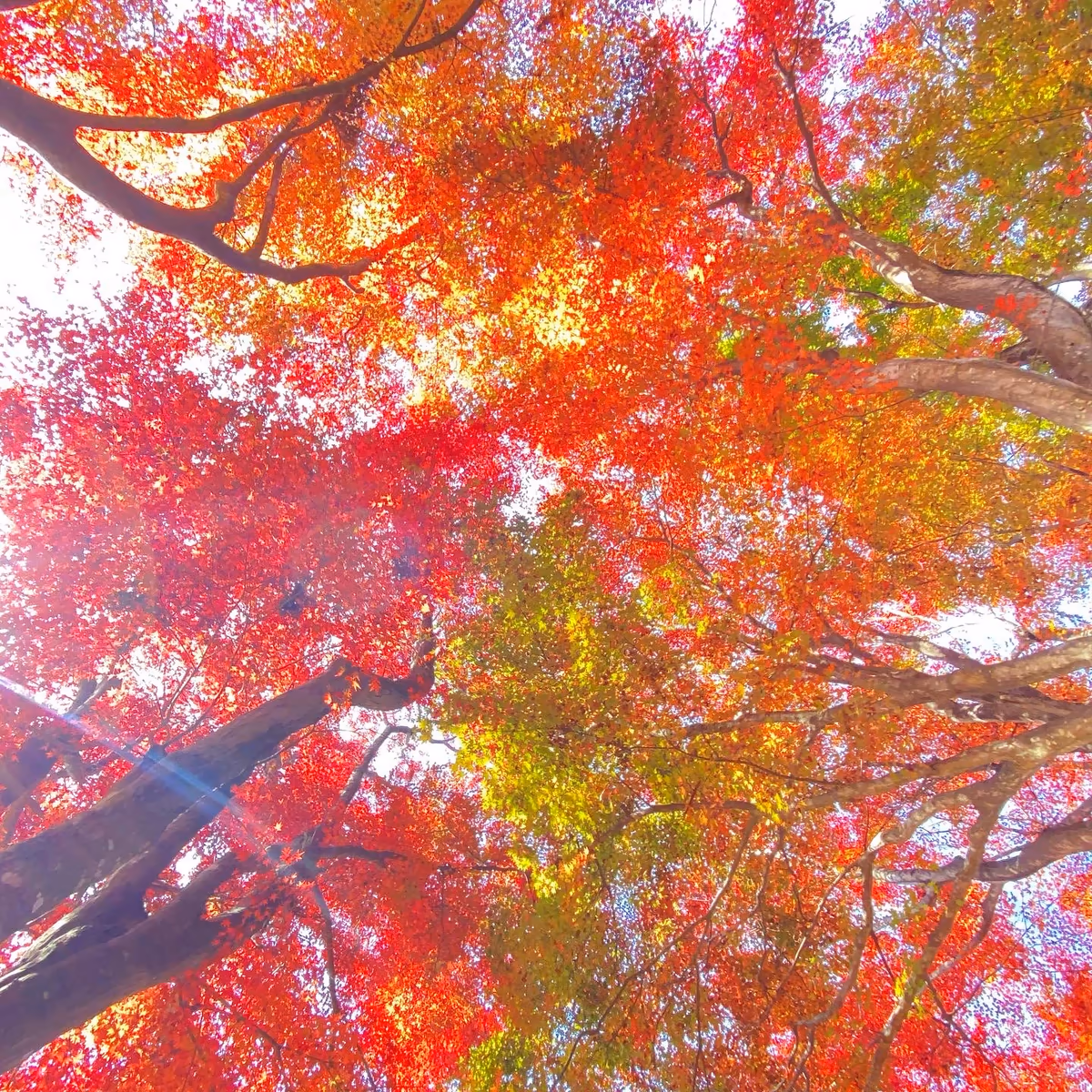 投稿写真：高尾山