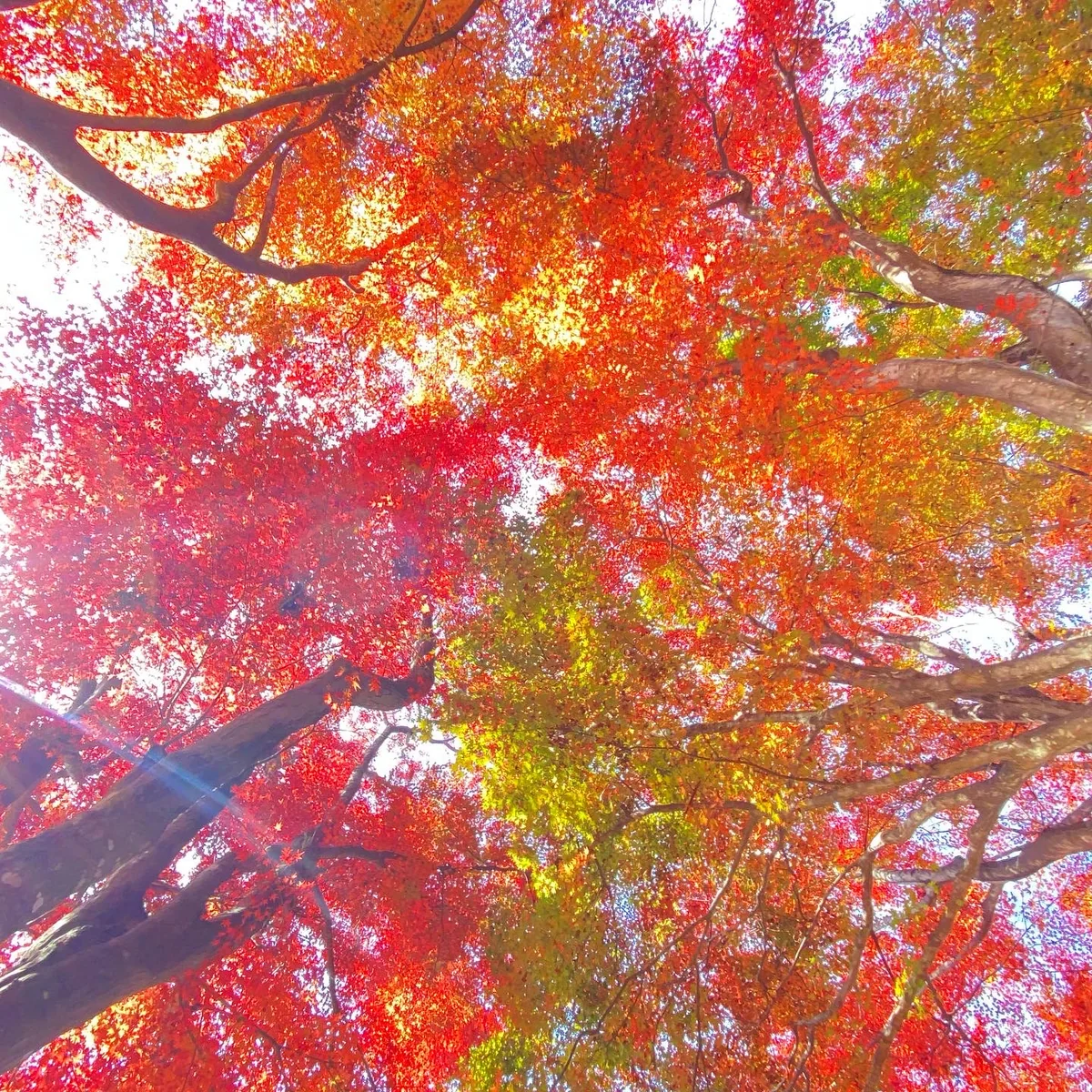 投稿写真：高尾山