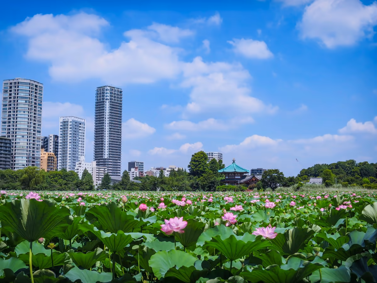 投稿写真：夏空とハスの花