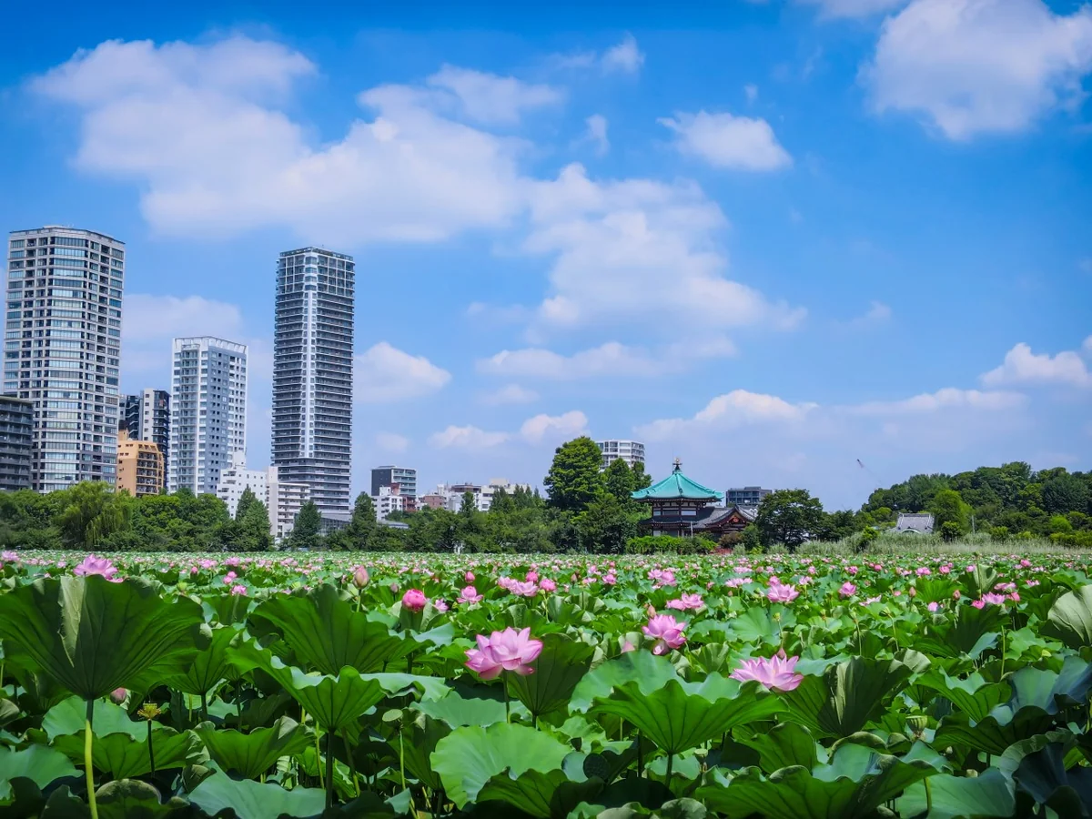投稿写真：夏空とハスの花