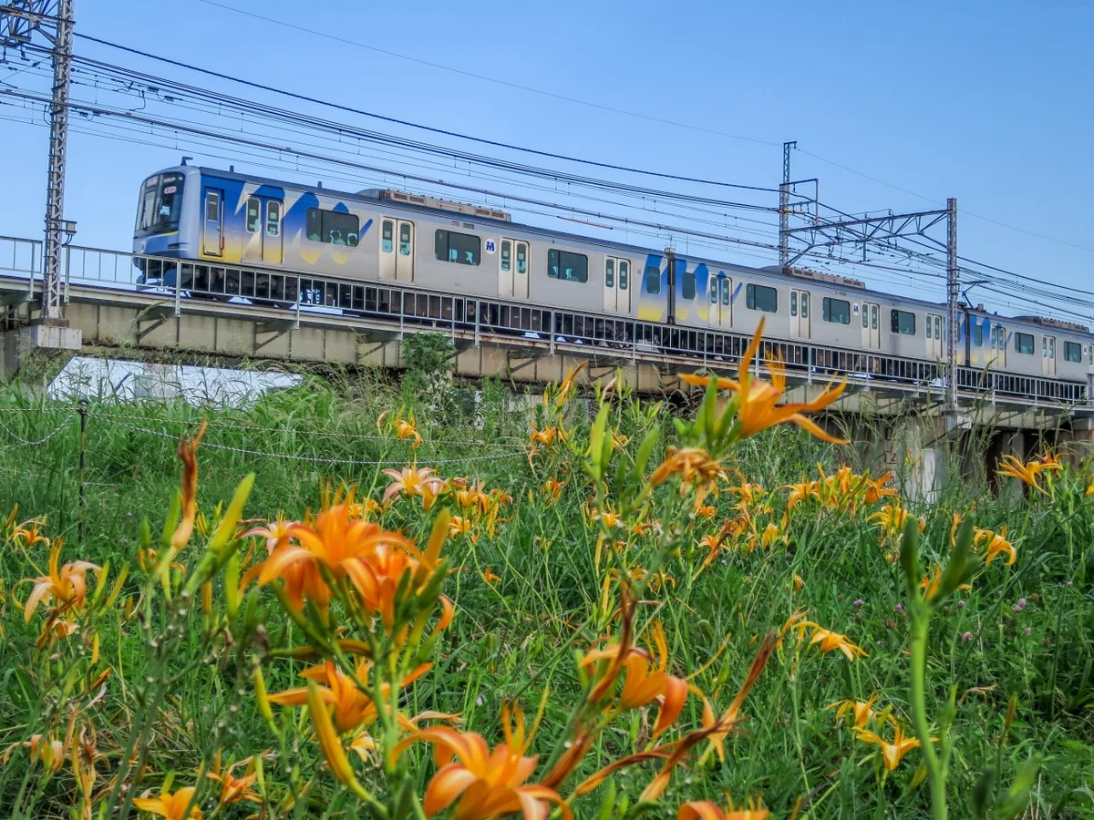 投稿写真：ハマカンゾウと東横線電車