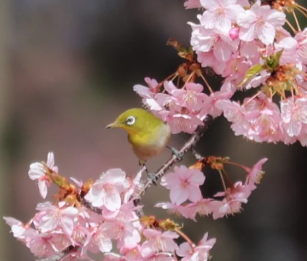 投稿：稲沢植木センター