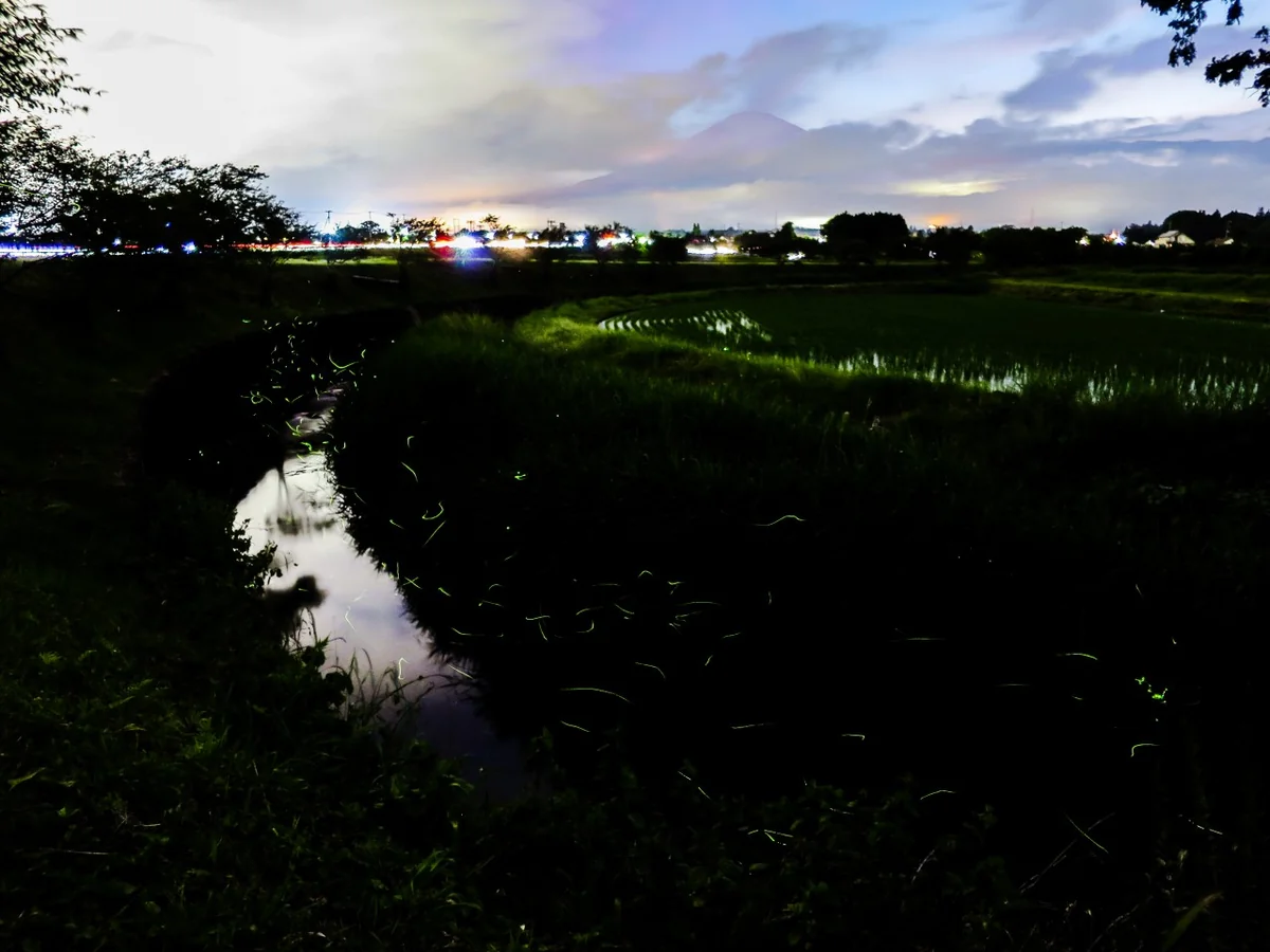 投稿写真：富士山と蛍の舞