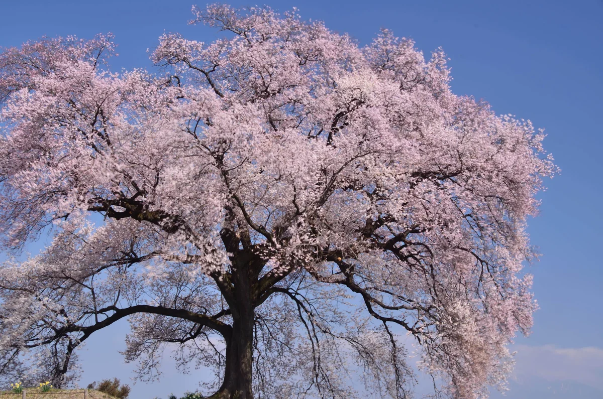 投稿写真：わに塚桜
