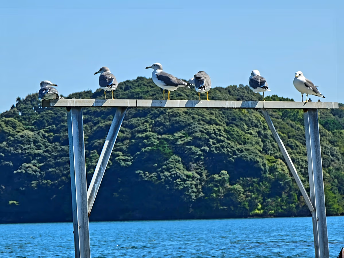 投稿写真：カモメの休憩所🐦️