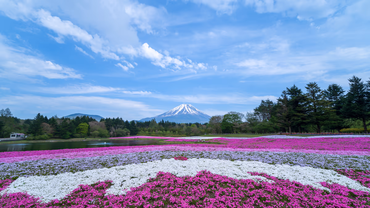 投稿写真：春の息吹と富士と