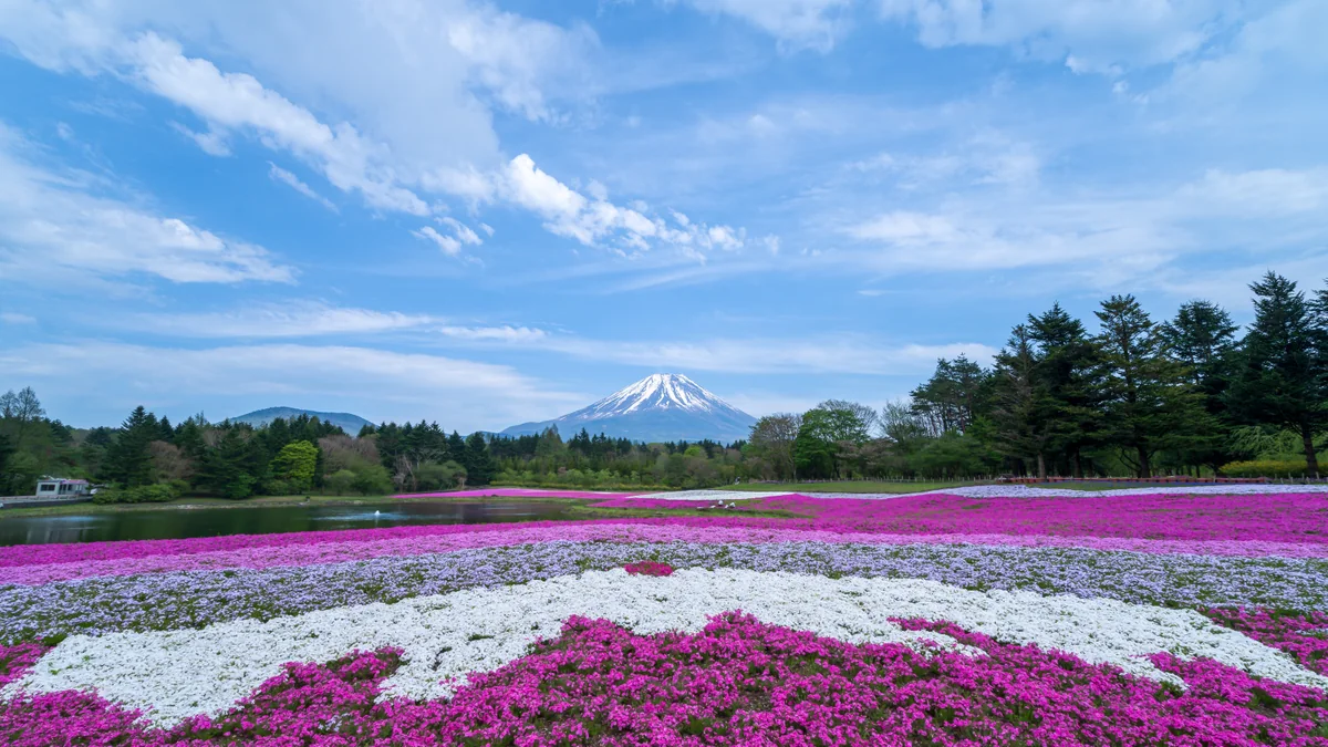 投稿写真：春の息吹と富士と