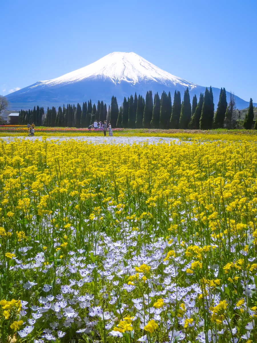 投稿写真：菜の花と白いネモフィラ