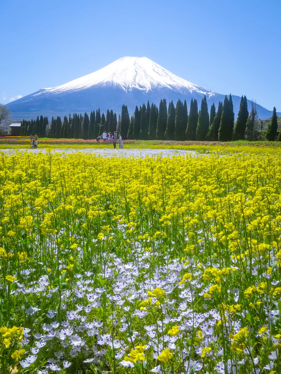 投稿写真：菜の花と白いネモフィラ