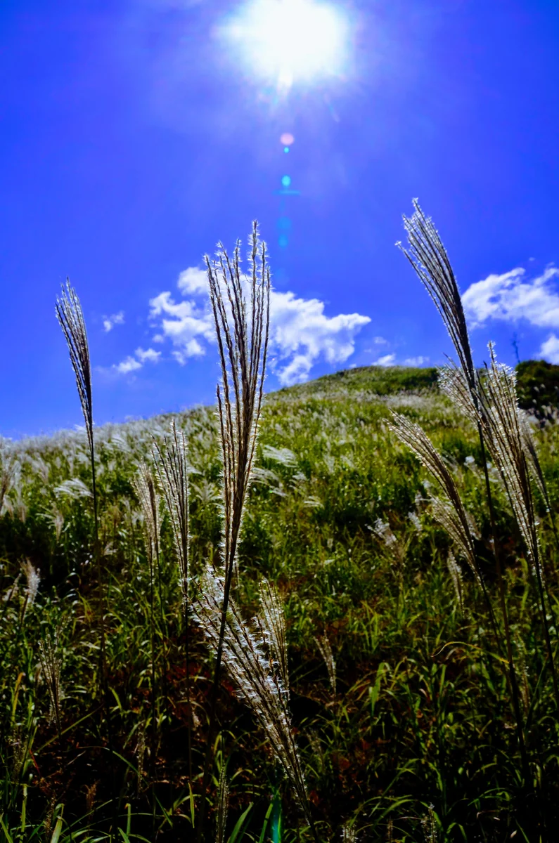投稿写真：砥峰高原ススキ