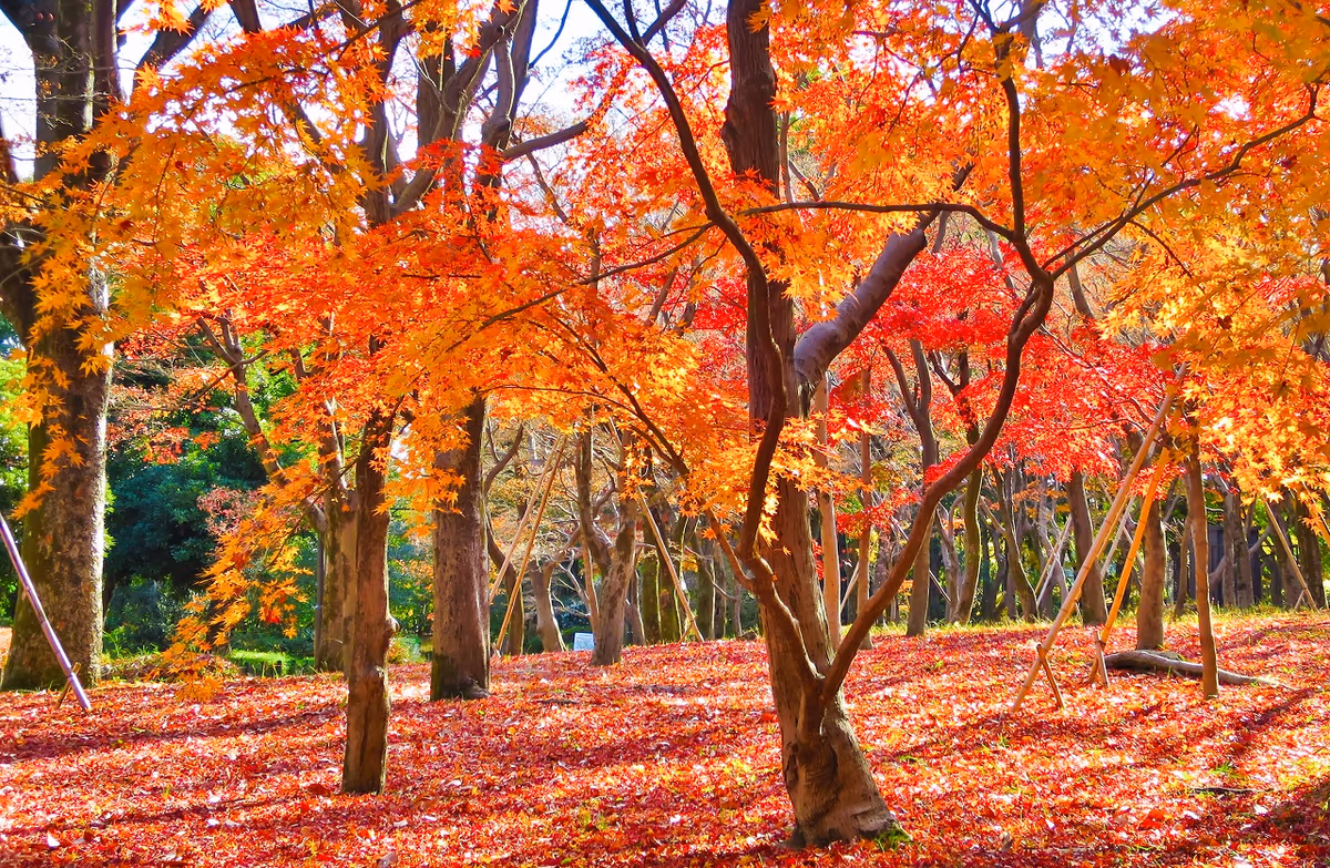 投稿写真：名残り紅葉と落葉の絨毯