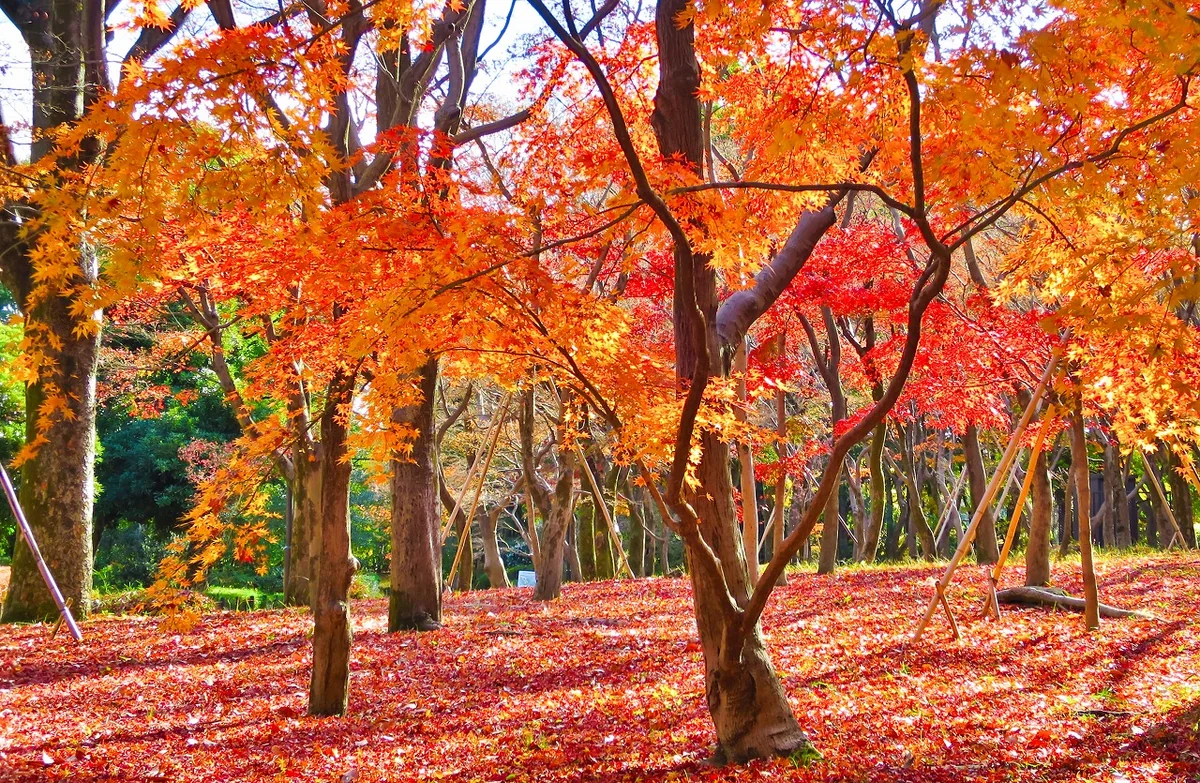 投稿写真：名残り紅葉と落葉の絨毯